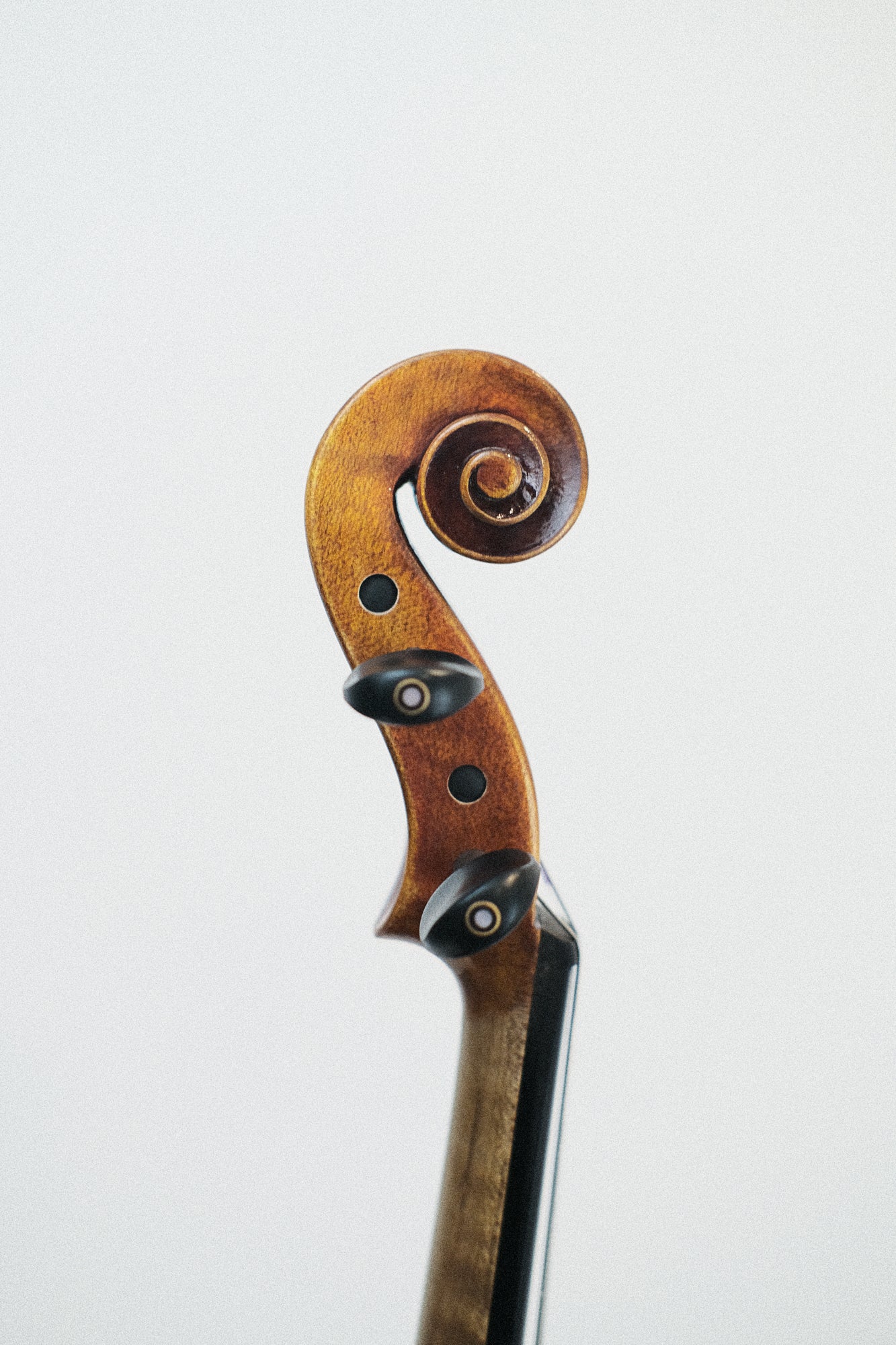 Novizio Violin SN-251 #1