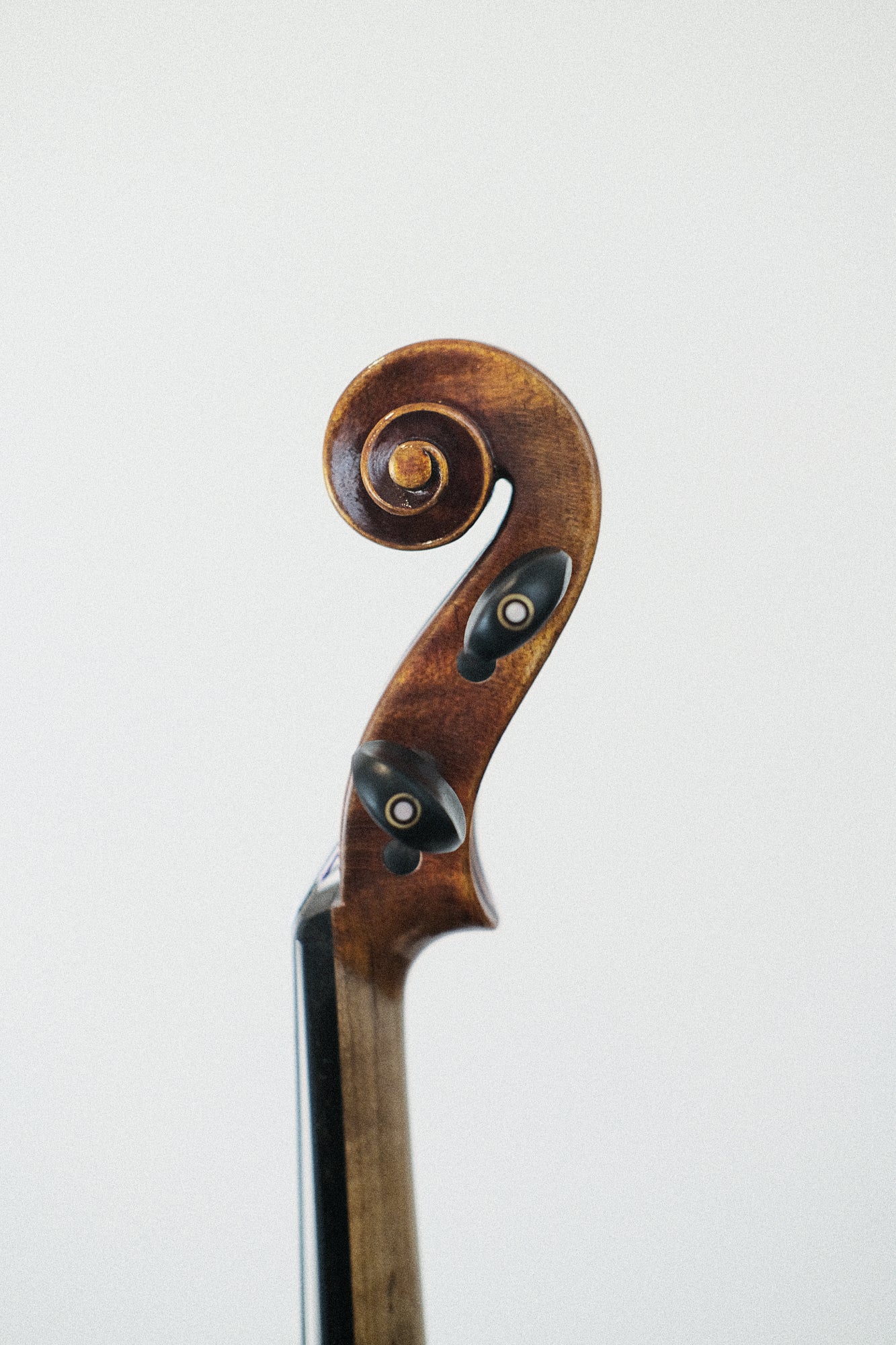 Novizio Violin SN-251 #1